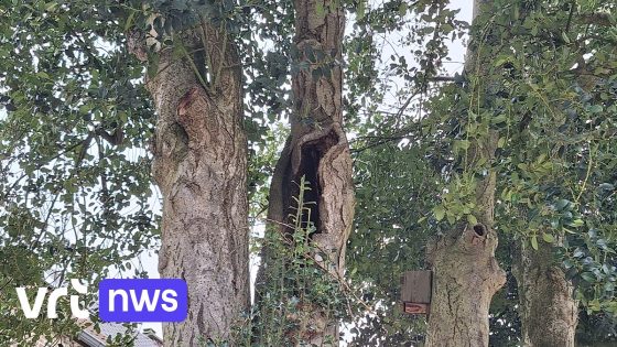 Bijna 400 jaar oude hulstbomen in Genk: "Mensen komen ze zelfs knuffelen"