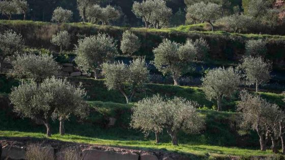 La caiguda de l’oli manté la inflació dels aliments en l’1,8% malgrat l’IVA