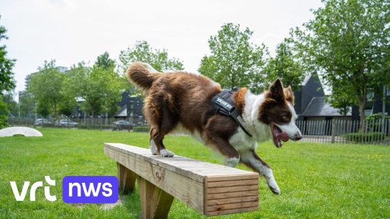 Oostende gaat gratis infosessies geven over verantwoord en veilig omgaan met honden: "Meer en meer bijtincidenten tussen honden"