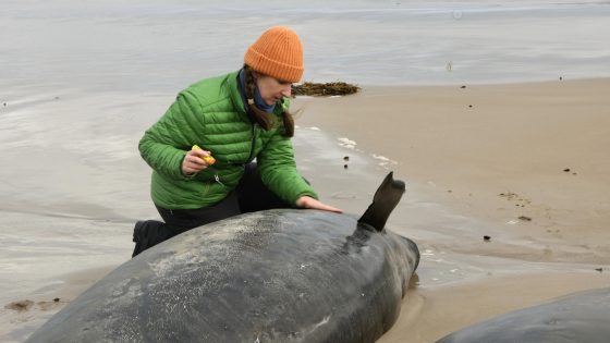 More than 150 killer whales stranded on remote Australian beach : NPR