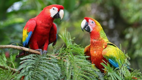 Two bright red and yellow parrots sitting on a tree branch facing each other, with green foliage in the background.