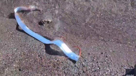 VIDEO: Rare oarfish washes up on Mexico beach