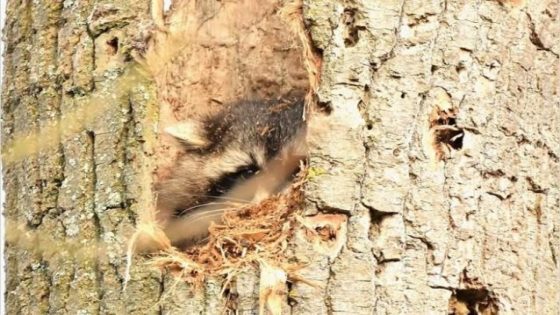 Wasbeer gespot in natuurgebied Demerbroeken: “Dier zat op uitgeholde boom” (Scherpenheuvel-Zichem)