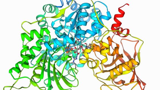 A ribbon diagram of a protein, with the backbone of the amino acid chain highlighted in different colors.