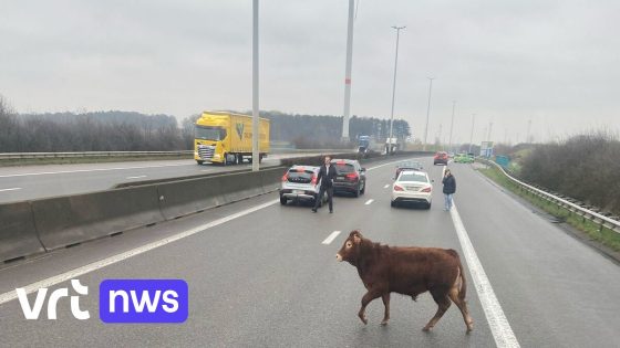 Ontsnapte stier veroorzaakt even opschudding op de E314 in Bekkevoort