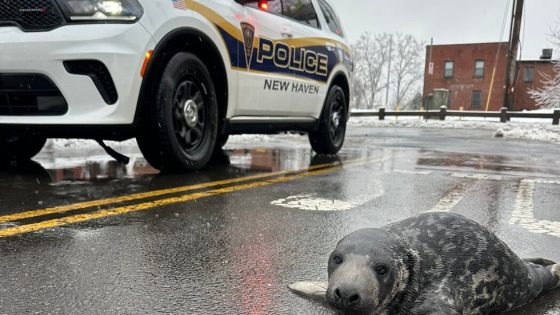 Why Did the Seal Cross the Road? To Get to Connecticut’s Pizza Haven.