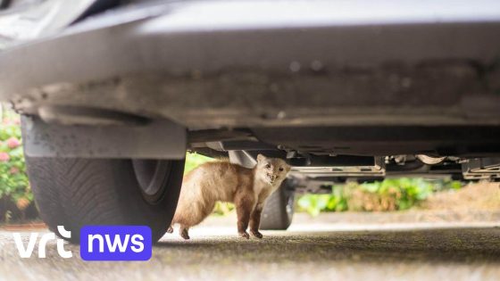 Marter beschadigde vorig jaar het meeste auto's in Leuven: "Al snel tot duizenden euro's schade"