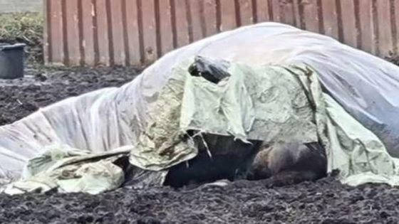 Paard overleden na zware mishandeling: “Getuigen zagen hoe twee mannen het dier aan het slaan waren” (Duffel)