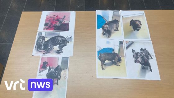 Franse bulldog en teckel volledig uitgemergeld: koppel uit Oostende voor rechtbank voor dierenmishandeling