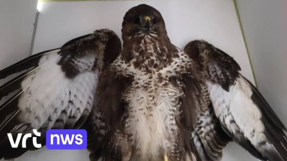 Wandelaars vinden beschoten buizerd in Keerbergen: "Vleugel vol hagelbolletjes"