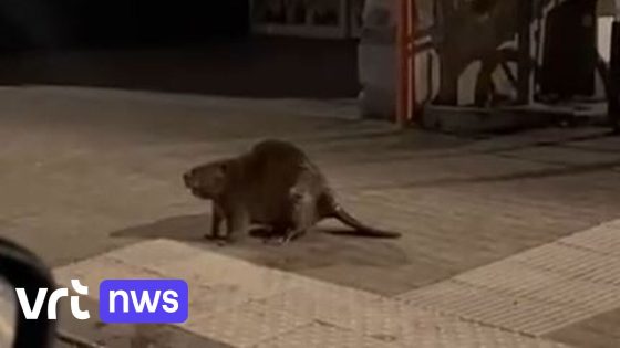 Opvallend: bever op wandel in hartje Leuven