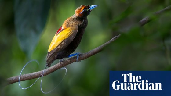 Many birds-of-paradise species emit light through their plumage, study finds | Birds