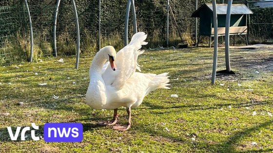 Zwaan met huisarrest verhuist naar andere plek in Brugge, mét omheining: "Hopelijk kan hij daar niet weg"