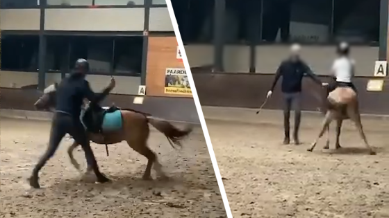 Lesgever Breugelhoeve die pony Fudge mishandelde mag geen paarden meer houden: “Onaanvaardbaar en traumatiserend”