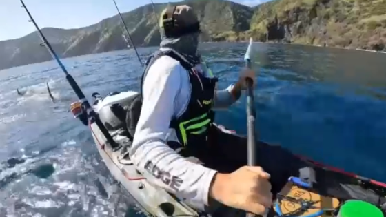 VIDEO: Great white shark chases kayaker in New Zealand