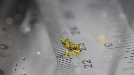 Scientists hope these tiny froglets can save their species