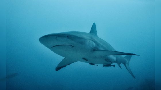 Tourist's Both Hands Bitten Off As She Tries To Take A Picture With Shark