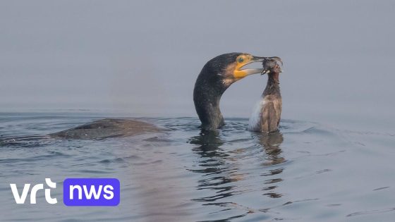 Aalscholver sterft door vissershaak: Vogelopvangcentrum Malderen waarschuwt vissers