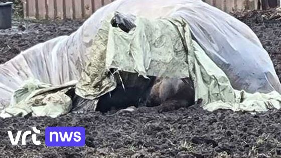 Merrie ligt dood in weide in Duffel nadat ze met stokken zou zijn geslagen: "Dier was allicht drachtig"