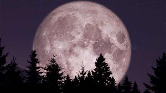 Image of a full Moon behind a dark forest of fir trees.