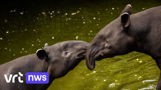 Twee penissen en een fluitconcert: zo tonen dieren hun liefde