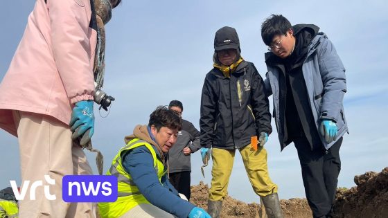 Archeologen ontdekken sporen van Chinees arbeiderskamp uit WO I in Reningelst: "Uniek wetenschappelijk onderzoek"