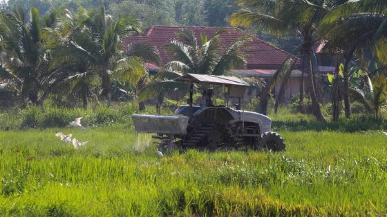 Insentif dijanji belum 'timbul' bikin pesawah merana - Harian Metro