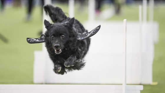 Call it the Dog Bowl. Westminster show's canine athletes get their piece of Super Bowl weekend