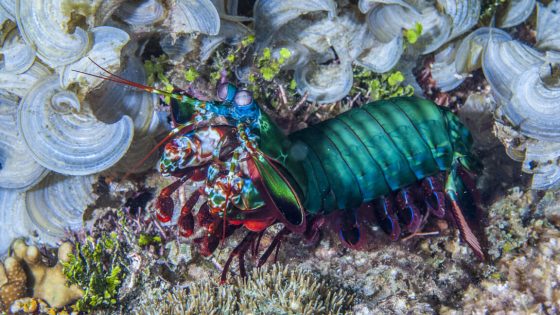 A mantis shrimp, notable for having vibrant coloration and a lot of body segments, moves across the ocean floor.