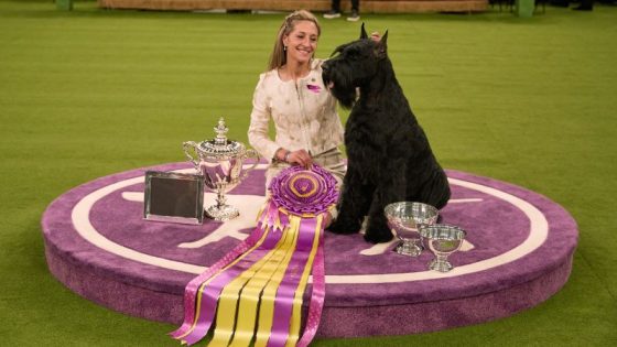 In pictures: The 149th Westminster Kennel Club Dog Show