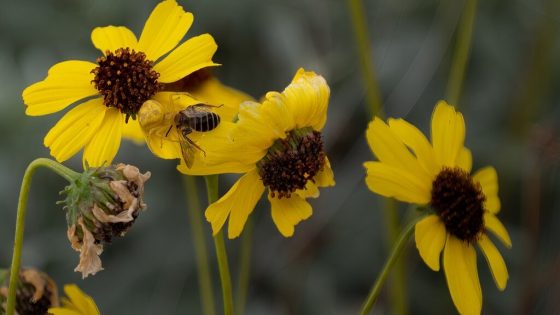 NYT Spelling Bee Answers for Feb. 17, 2025