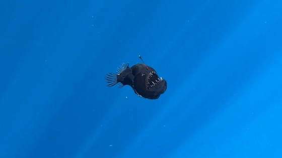 Rare deep-sea anglerfish seen for first time in broad daylight