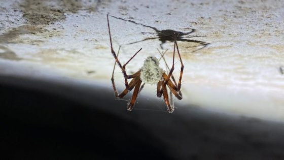 Zombie fungus discovered in cave-dwelling spiders