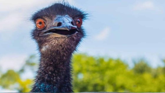 Emus Dumb Bird