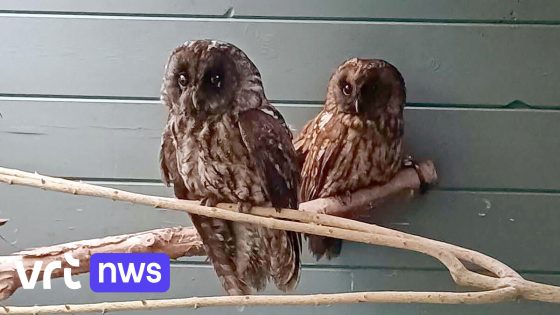 Uilen vallen door schouw en hangen vol roet, VOC Brasschaat en Kapellen roept op: "Sluit schouw af met rooster"