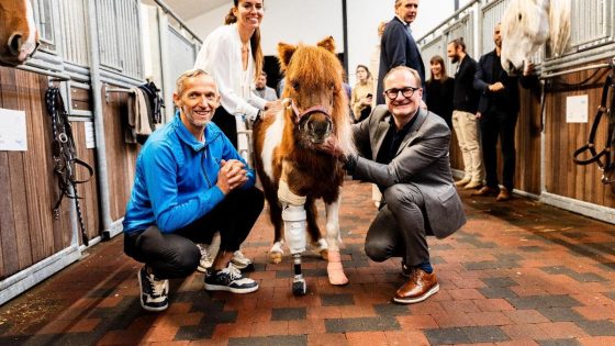 “Vorig jaar 100 zieke paarden moeten euthanaseren”: Lummense paardenkliniek start crowdfunding om meer dieren te kunnen redden - Het Belang van Limburg