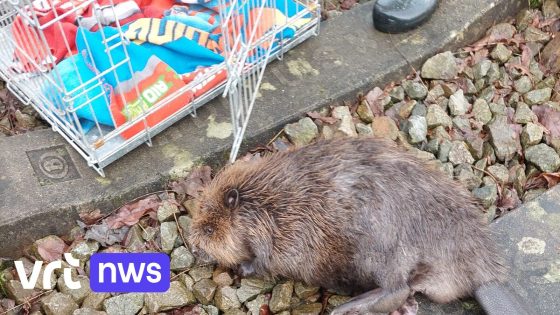 Gewonde bever gevonden bij Geel-Stelen: nog steeds in levensgevaar