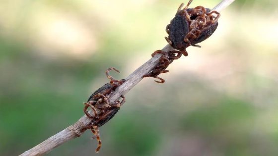 Alerta per una plaga de paparres