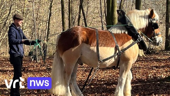 Vlaams-Brabants kampioenschap boomslepen voor trekpaarden in Wezemaal: "Dit paardenras was bijna verdwenen" 