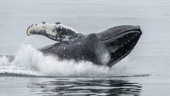 Whale Swallows Man Then Spits Him Out Again : ScienceAlert