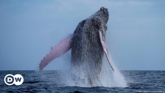 Whale swallows kayaker in Chile then spits him out – DW – 02/14/2025