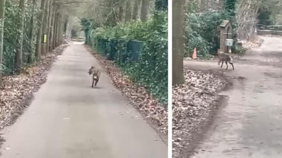 Wolf gespot in villawijk: “Wellicht wolvin Emma die op zoek is naar dekking en rust”