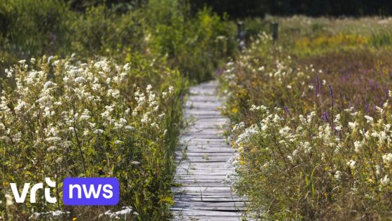 Jonge drugsdealer verstopt zich in beek in Londerzeel: "Al 5 keer veroordeeld"