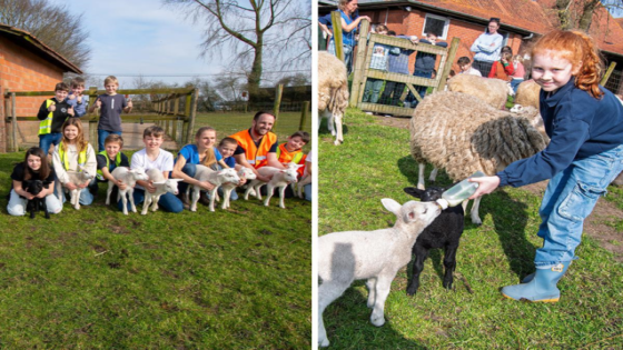 Kinderboerderij verwelkomt vier drielingen op één week tijd: “De lammetjes zijn heel schattig” (Binnenland)