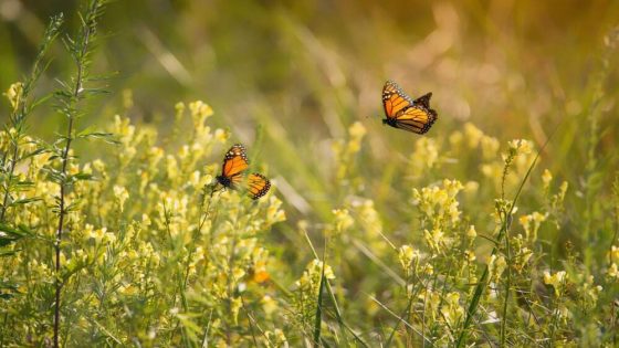 Study finds butterfly population declined 22% between 2000 and 2020