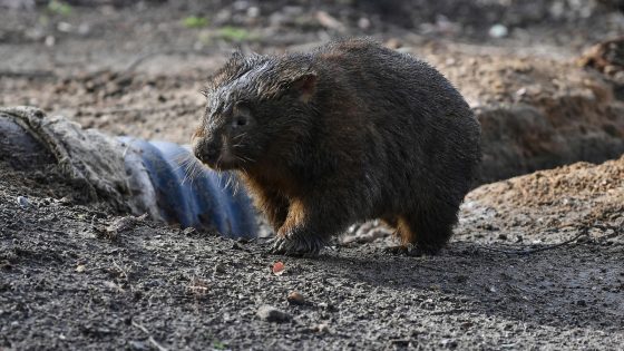 American influencer apologizes for snatching Australian baby wombat following outrage