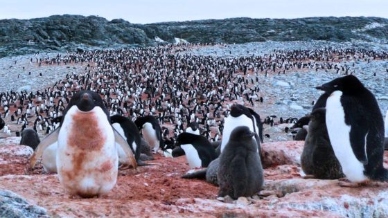 Adélie Penguins