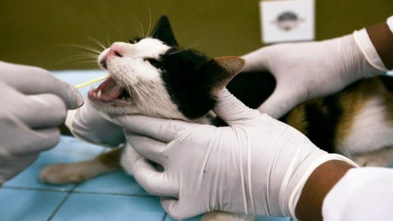 Belgische katten lopen vogelgriep op