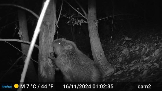 Bij de bever van Brussel: 'Hij doet gratis ons snoeiwerk'