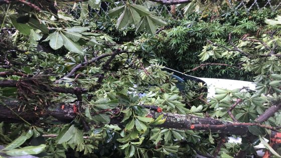 Temporal em SP: mais de 300 árvores caem e 74 mil imóveis seguem sem luz; taxista morreu - G1